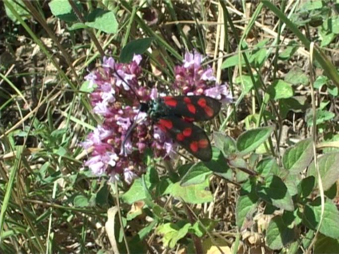 Sechsfleck-Widderchen ( Zygaena filipendulae ) : Kaiserstuhl, 16.07.2006